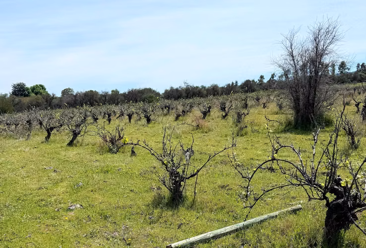Venta de Fundo El Macetero – 198,9 Há de poder productivo, en Cauquenes. 65.000 UF UF.
