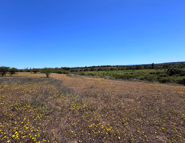 Venta de Fundo El Macetero – 198,9 Há de poder productivo, en Cauquenes. 65.000 UF UF.