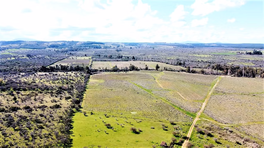 Venta de Fundo El Macetero – 198,9 Há de poder productivo, en Cauquenes. 65.000 UF UF.