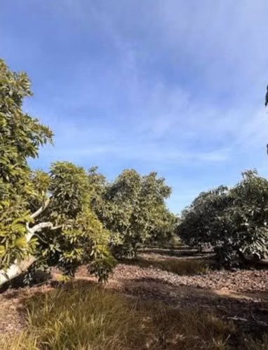 EL ALBA DE QUILLOTA  VIVE LA NATURALEZA CONSTRUYE TU FUTURO
