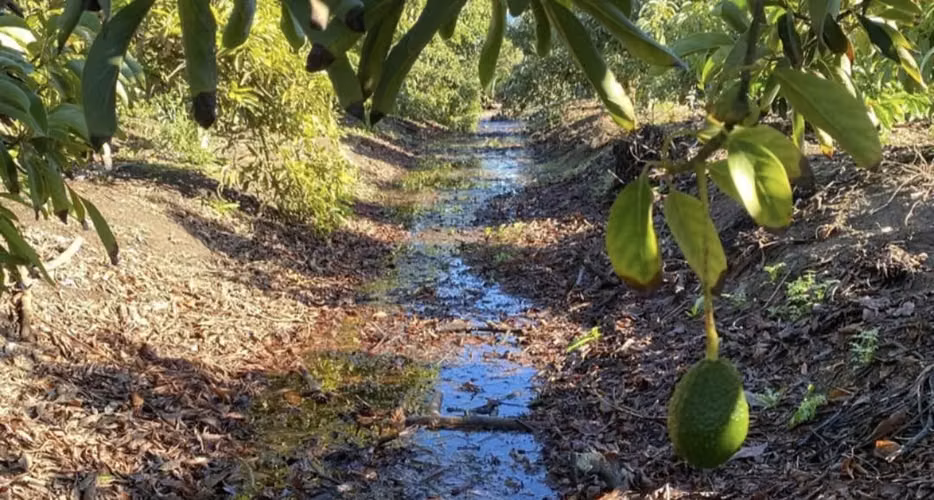 EL ALBA DE QUILLOTA  VIVE LA NATURALEZA CONSTRUYE TU FUTURO