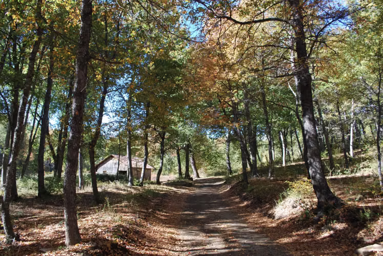 Espectacular terreno en venta Curicó a la cordillera, oportunidad, bosque nativo valdiviano, 5,51Ha El Buchén