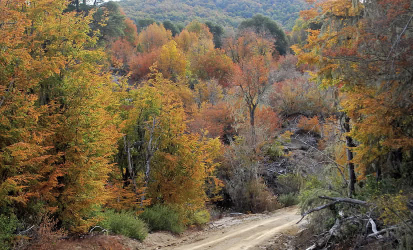 Oportunidad: Espectacular terreno en venta Curicó a la cordillera, bosque nativo valdiviano, 5,51Ha El Buchén