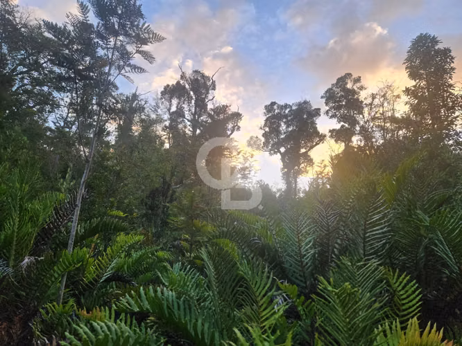 Parcela en Puerto Varas con bosque nativo, árboles y estero - Imagen 4