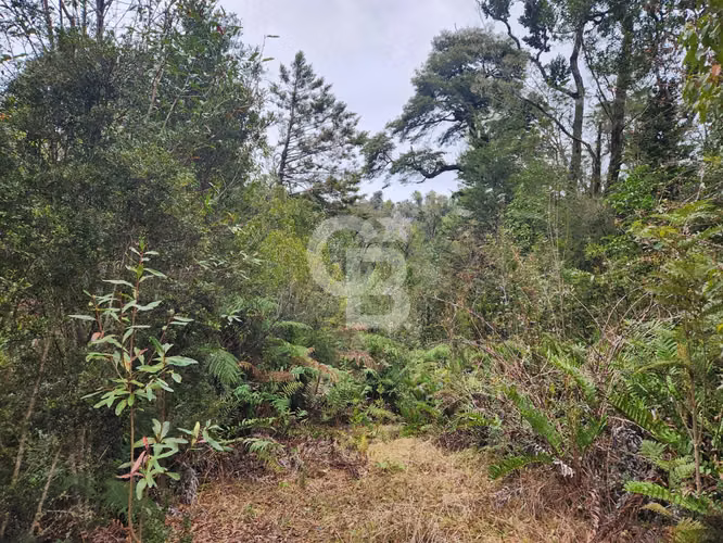Parcela en Puerto Varas con bosque nativo, árboles y estero - Imagen 5
