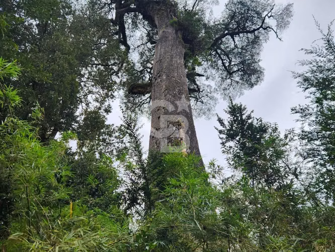 Parcela en Puerto Varas con bosque nativo, árboles y estero
