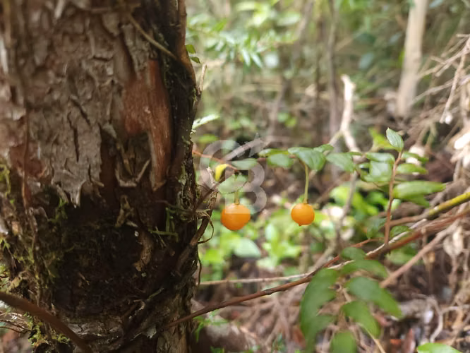 Parcela en Puerto Varas con bosque nativo, árboles y estero - Imagen 6