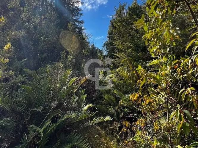 Parcela en Puerto Varas con bosque nativo, árboles y estero - Imagen 18