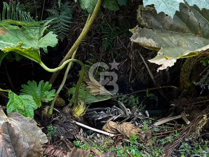 Parcela en Puerto Varas con bosque nativo, árboles y estero - Imagen 14