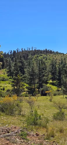 PARCELAS A 35 MINUTOS DE PICHILEMU Y A 10 MIN. RUTA I90