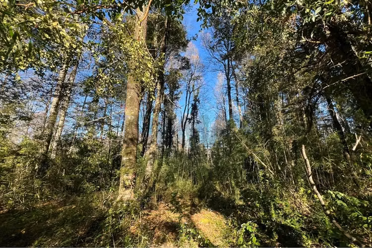 Oportunidad venta 1 ha en menetue - Imagen 12