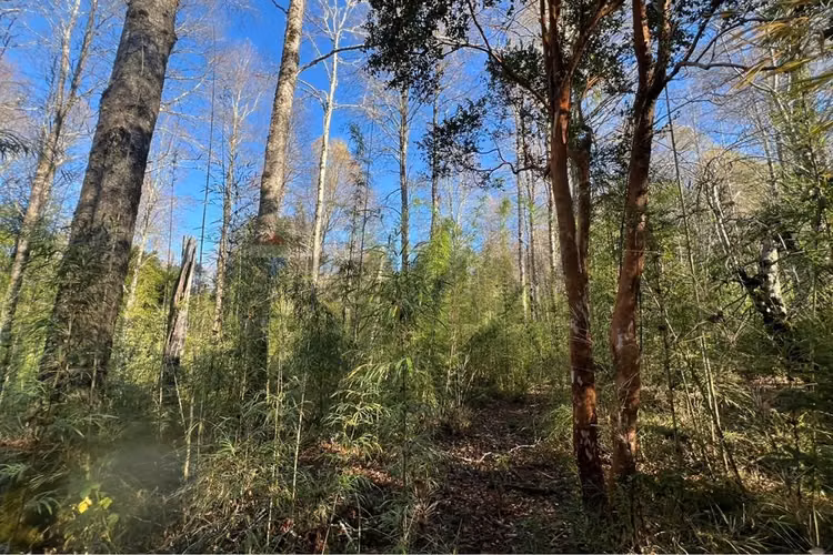 Oportunidad venta 1 ha en menetue - Imagen 2