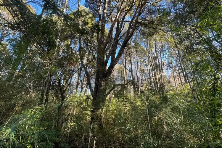 Oportunidad venta 1 ha en menetue - Imagen 6