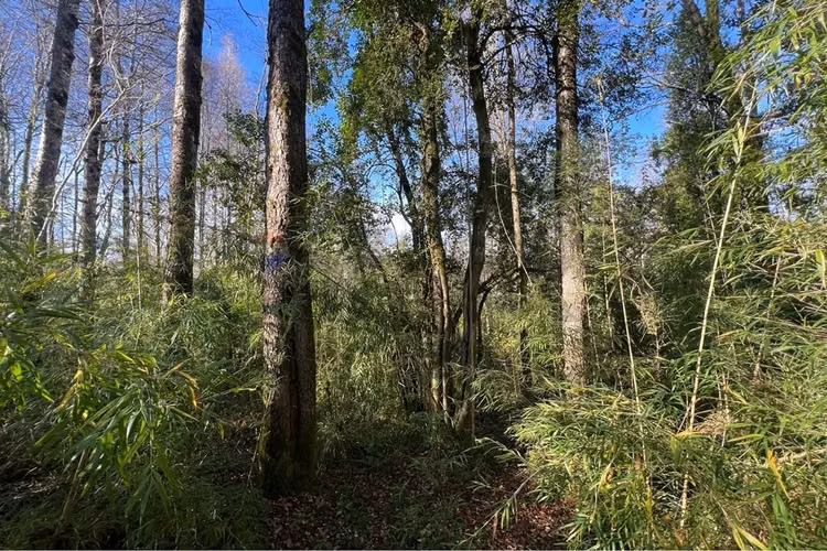 Oportunidad venta 1 ha en menetue - Imagen 9