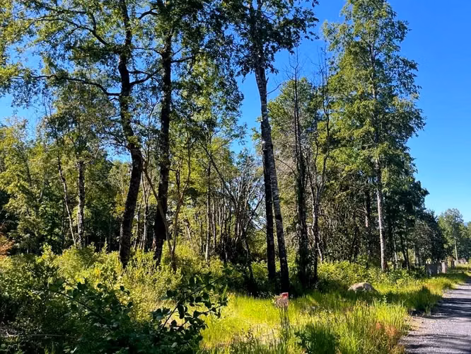 Linda parcela en Huincacara con bosque nativo!