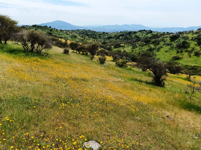 Gran Oportunidad, Terreno de 53 Hectareas en San Pedro de Melipilla