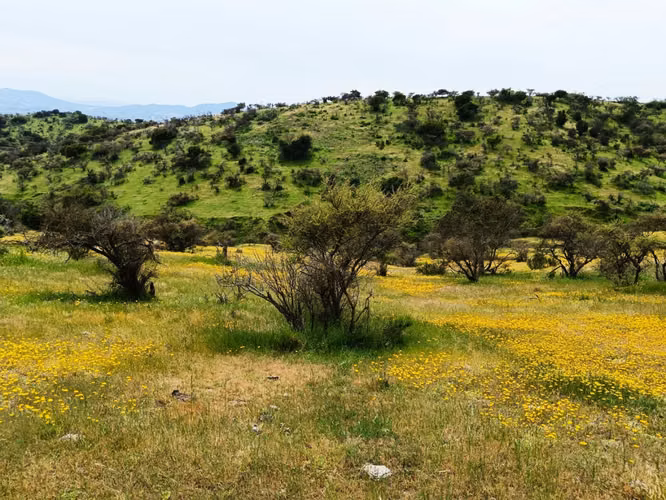 Gran Oportunidad, Terreno de 53 Hectareas en San Pedro de Melipilla