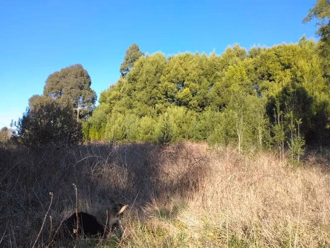 Terreno de 3,9 Há en Osorno para Proyecto Inmobiliario Mixto (Vivienda y Comercio)