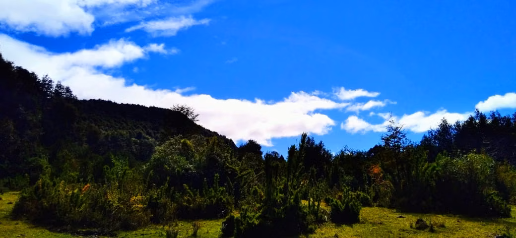 Sitio de 10.000 m2 con bosque nativo en Venta en el Paraíso del Río Puelo, Oportunidad