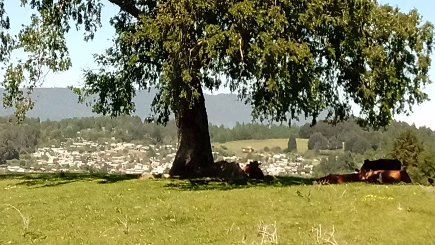Opotunidad  terreno de 5,5 há centro Panguipulli (176779)