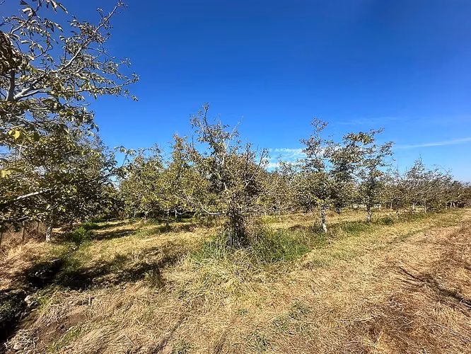 SITIO EN VENTA PAINE - Imagen 8