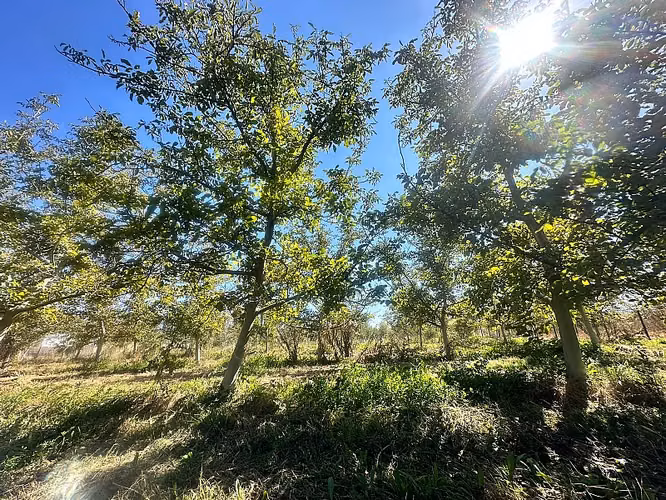 SITIO EN VENTA PAINE - Imagen 2