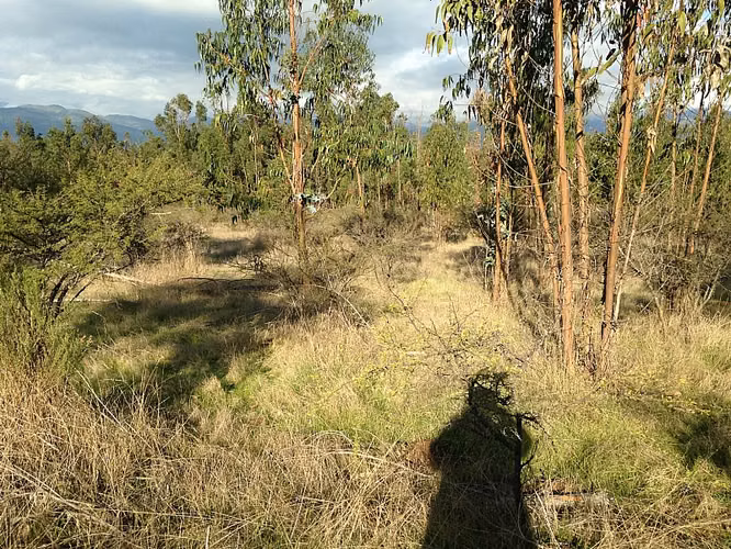 VENDO PARCELAS DE AGRADO LA FORESTA DE ZAPALLAR VREGIÓN - Imagen 37