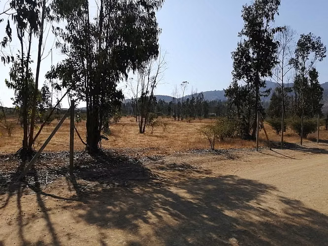 VENDO PARCELAS DE AGRADO LA FORESTA DE ZAPALLAR VREGIÓN