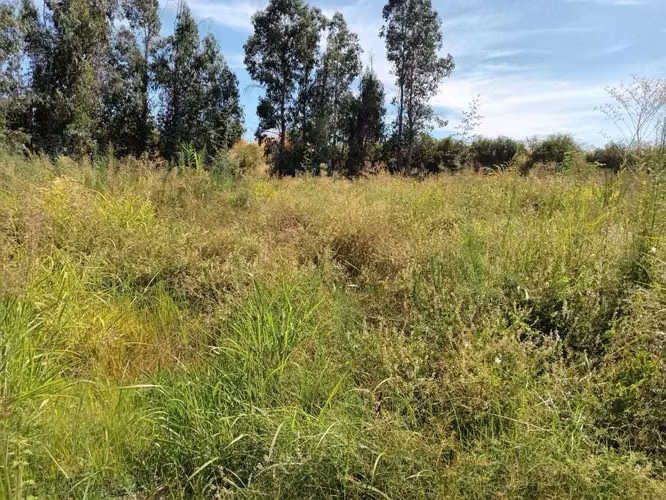 Venta terreno Quillon (176914)
