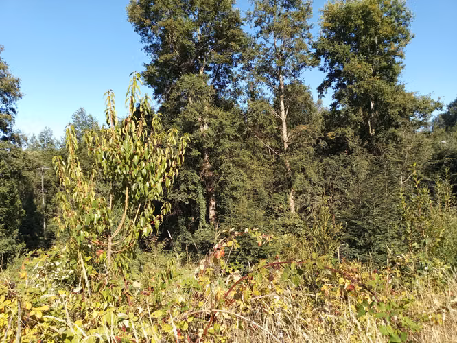 TERRENO EN ALTURA CON VISTA AL LAGO CALAFQUEN, LICAN RAY