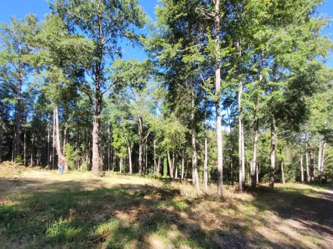 Terreno en venta RESERVA NATIVA PEDREGOSO