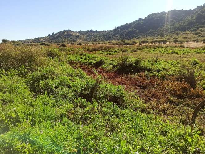 PROPIEDAD AGRÍCOLA EN VENTA, TENO, 366 HA