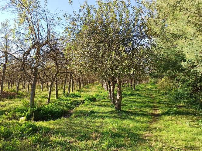 PROPIEDAD AGRÍCOLA EN VENTA, TENO, 366 HA