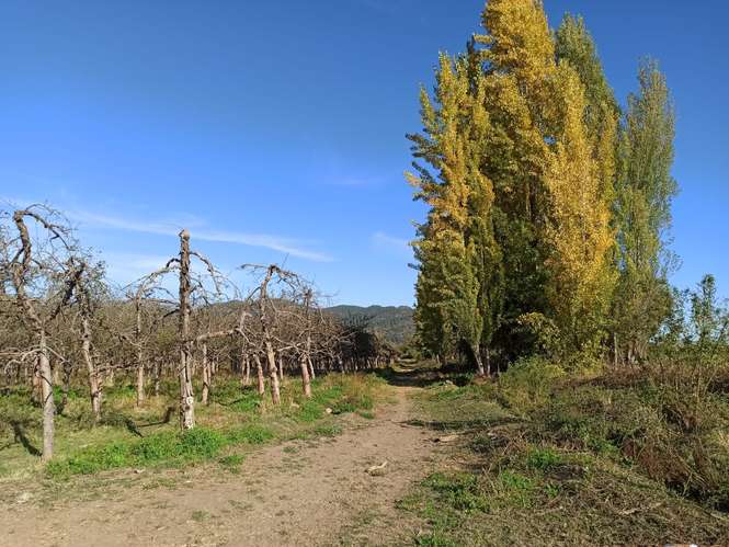 PROPIEDAD AGRÍCOLA EN VENTA, TENO, 366 HA