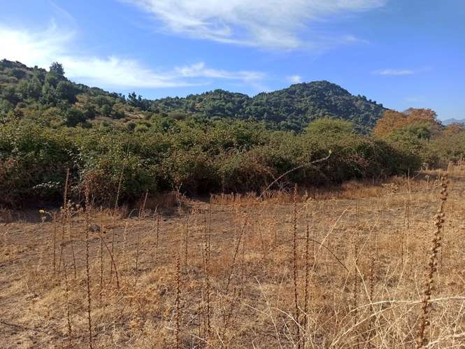 PROPIEDAD AGRÍCOLA EN VENTA, TENO, 366 HA
