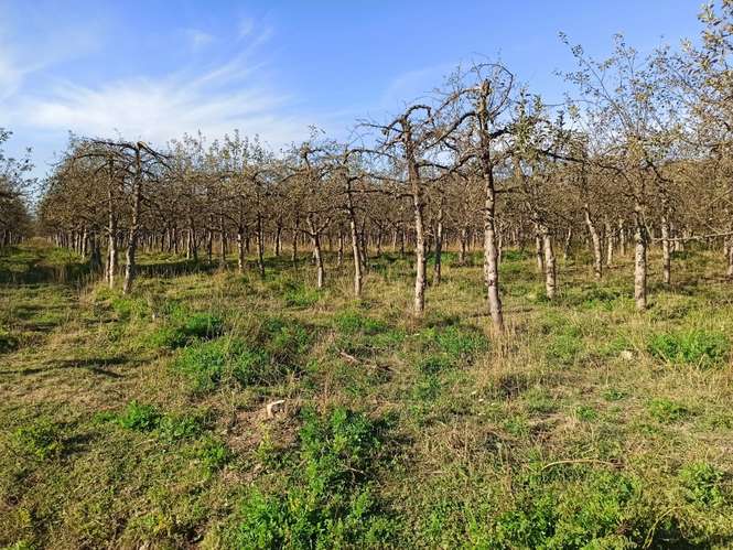 PROPIEDAD AGRÍCOLA EN VENTA, TENO, 366 HA