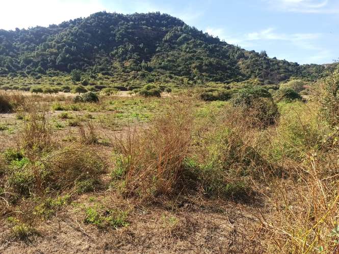 PROPIEDAD AGRÍCOLA EN VENTA, TENO, 366 HA