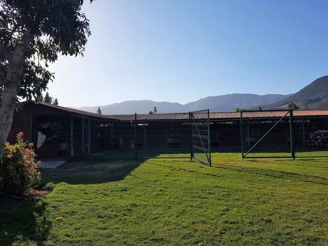 Venta de terreno en La Cruz – 35.000 m2., plantado con paltos Hass.  24.500 UF