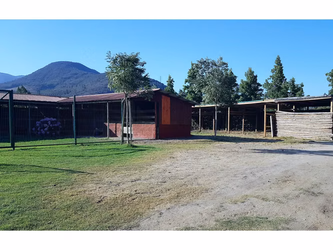 Venta de terreno en La Cruz – 35.000 m2., plantado con paltos Hass.  24.500 UF
