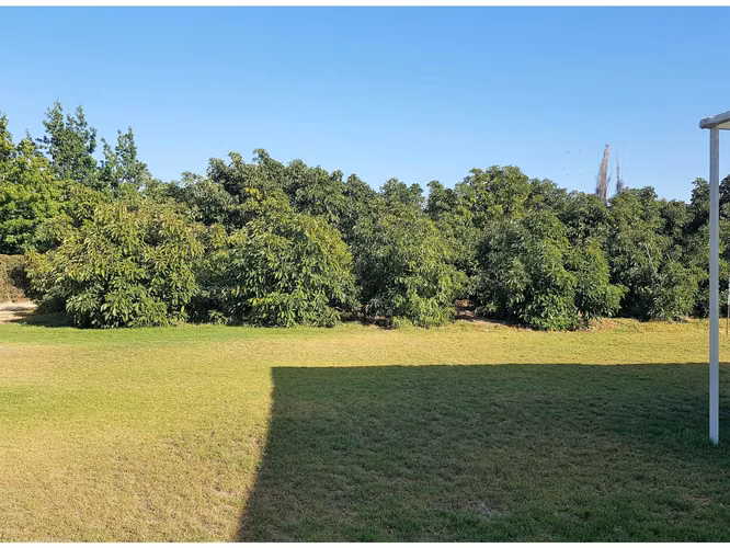 Venta de terreno en La Cruz – 35.000 m2., plantado con paltos Hass.  24.500 UF