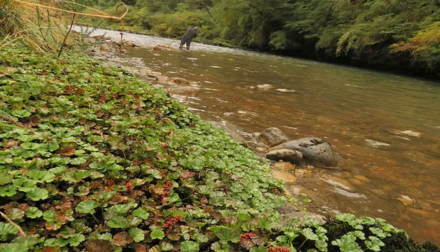 OPORTUNIDAD!! Se Vende Terreno de 2 Hectáreas con Orilla de Río Cóndor, Aguas de la Patagonia, Aysén