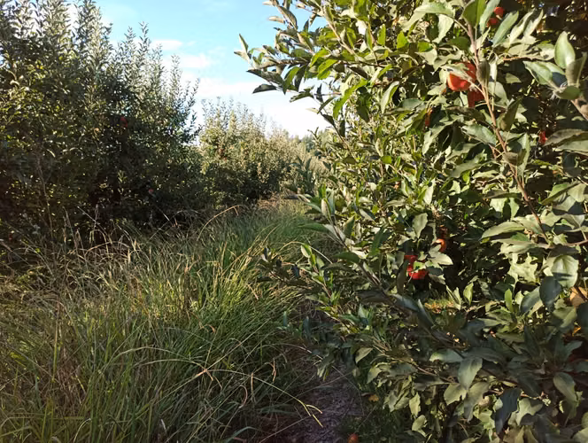 CAMPO  EN VENTA, TERRENO, 76 HA, SAN CLEMENTE, R MAULE