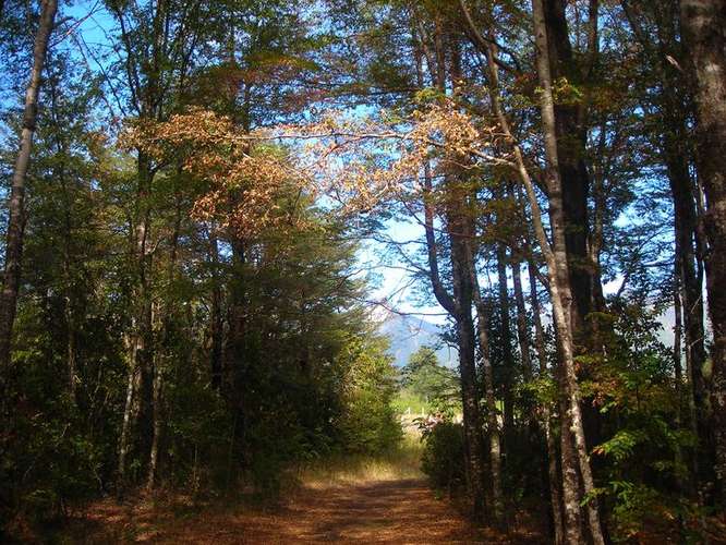SE VENDE PARCELA 5000 MT2, SECTOR METREÑEHUE, PUCÓN