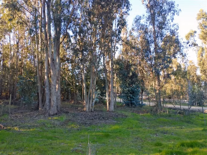 VENTA PARCELA 5.000 M2 CON CASA 5D/1B EN LITUECHE