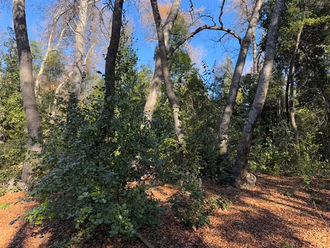 Se vende parcela 14.700 m2 con hermosa vista en Vilches Alto