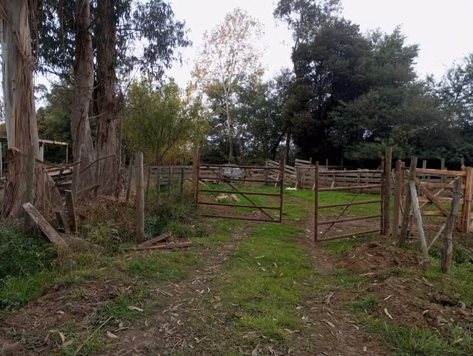 Vendo 3,56 ha de Terreno, Especial para Cultivo de Avellano, Sector Astillero, Pelarco.