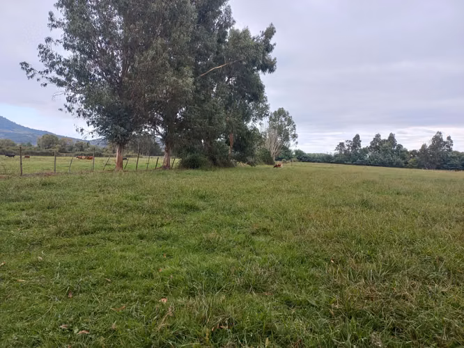 Vendo 3,56 ha de Terreno, Especial para Cultivo de Avellano, Sector Astillero, Pelarco.