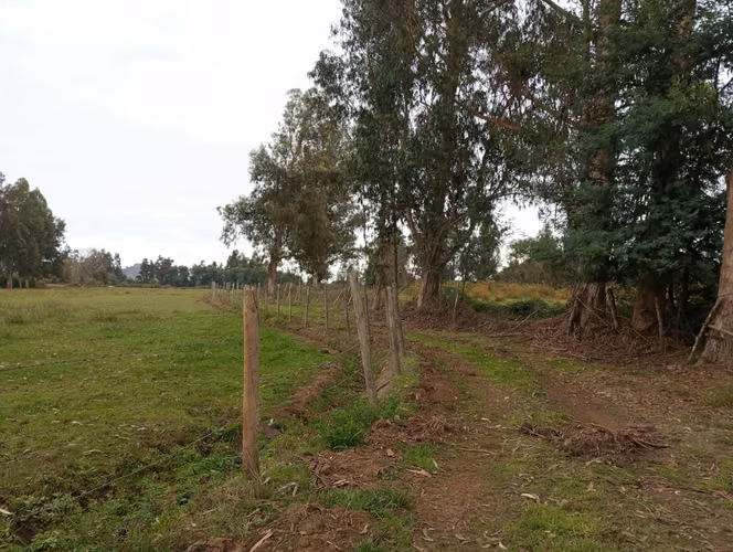 Vendo 3,56 ha de Terreno, Especial para Cultivo de Avellano, Sector Astillero, Pelarco.