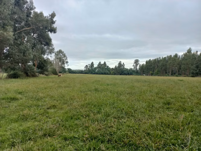 Vendo 3,56 ha de Terreno, Especial para Cultivo de Avellano, Sector Astillero, Pelarco.