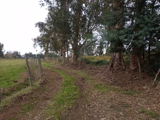 Vendo 3,56 ha de Terreno, Especial para Cultivo de Avellano, Sector Astillero, Pelarco.